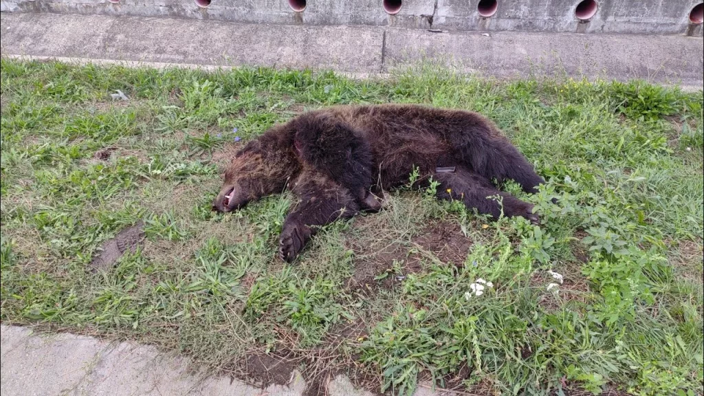 (VIDEO) Urs, lovit mortal luni pe Autostrada A3 Turda-Borș