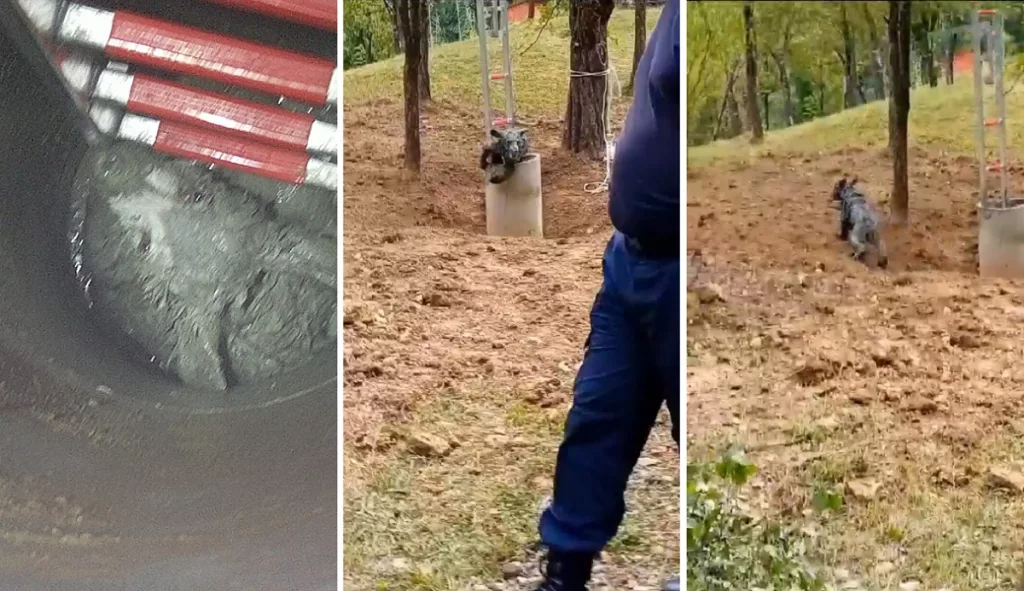 Pui de urs salvat dintr-o fântână