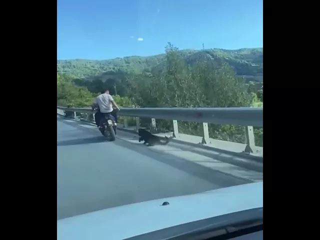 (VIDEO) Un câine a fost legat cu lanţul de scuter şi târât pe o şosea