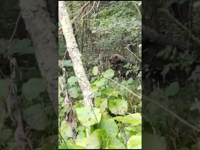 (VIDEO) Vâlcea: Urs prins într-un gard din Racovița