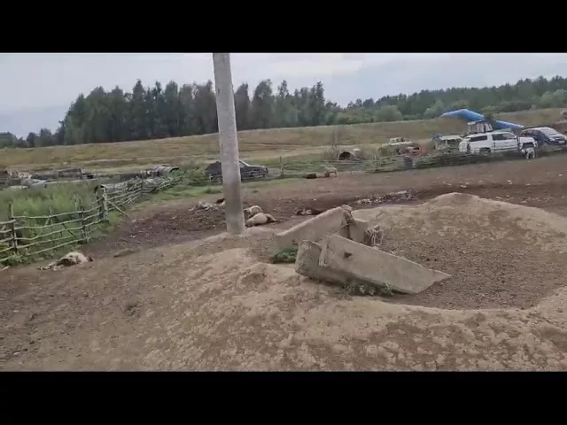 (VIDEO) Șacalii au făcut ravagii într-o stână din Dolj