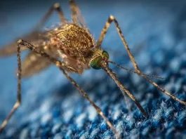 Două noi cazuri de infecție cu virusul West Nile, în România