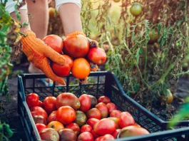 Subvențiile guvernamentale pentru programul Tomata vor crește cu 65 de milioane de lei
