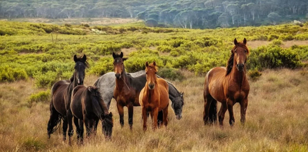 Australia plănuiește să omoare mii de cai sălbatici împușcându-i din elicoptere Citește mai mult la: https://www.digi24.ro/stiri/sci-tech/natura-si-mediu/australia-planuieste-sa-omoare-mii-de-cai-salbatici-impuscandu-i-din-elicoptere-2560507 Informaţiile publicate pe site-ul Digi24.ro pot fi preluate, în conformitate cu legislația aplicabilă, doar în limita a 120 de caractere.