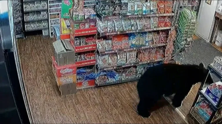 (VIDEO) Un urs a furat jeleuri dintr-o benzinărie şi le-a mâncat în parcare