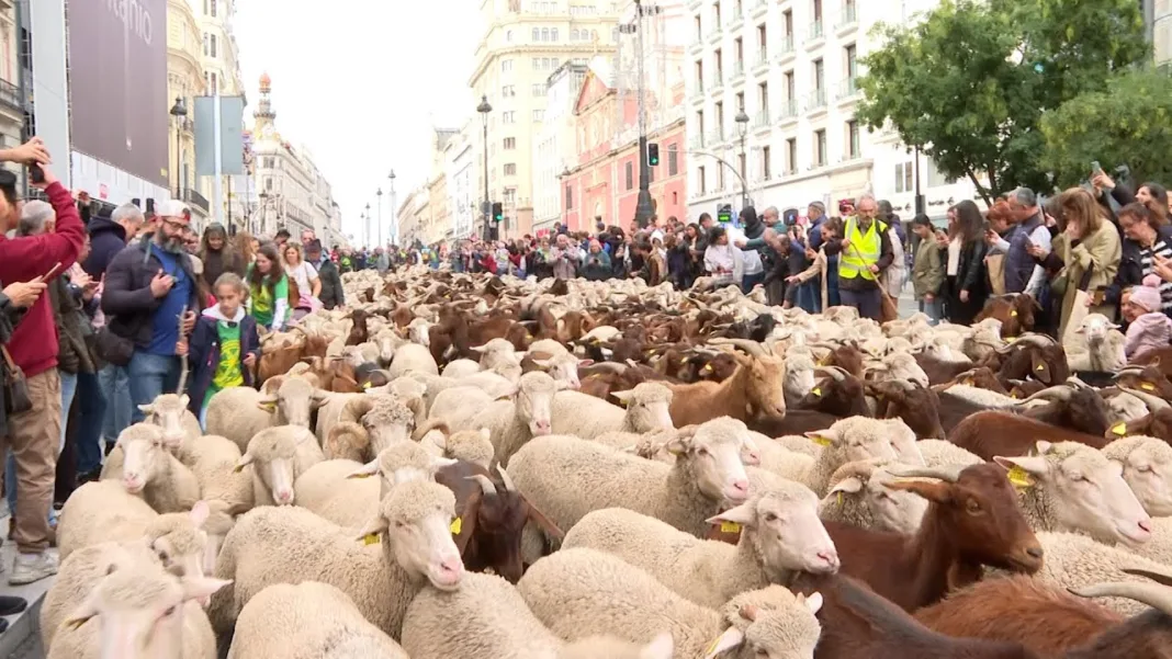 Turmele de oi au ocupat străzile din Madrid în drum spre păşunile de iarnă