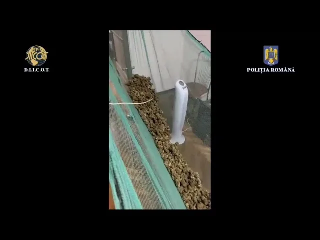 (VIDEO) Un român și un olandez, reținuți pentru trafic de droguri