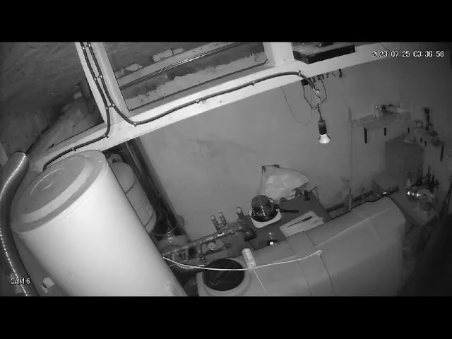 (VIDEO) Urșii relocați de pe Valea Prahovei terorizează cabanierii din Rânca