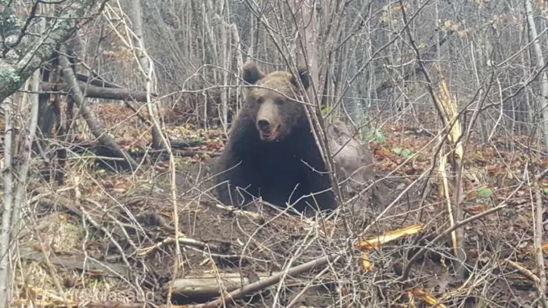 Mesaj Ro-Alert privind prezența unui urs la Ploiești