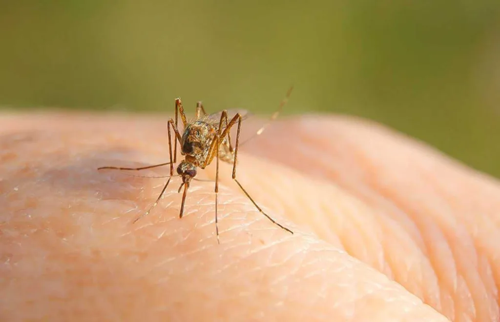 Primul caz de infectare cu virusul West Nile în București