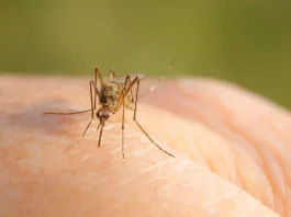 Anul trecut, primul caz de infectare cu virusul West Nile raportat la Cluj a fost înregistrat în toamnă