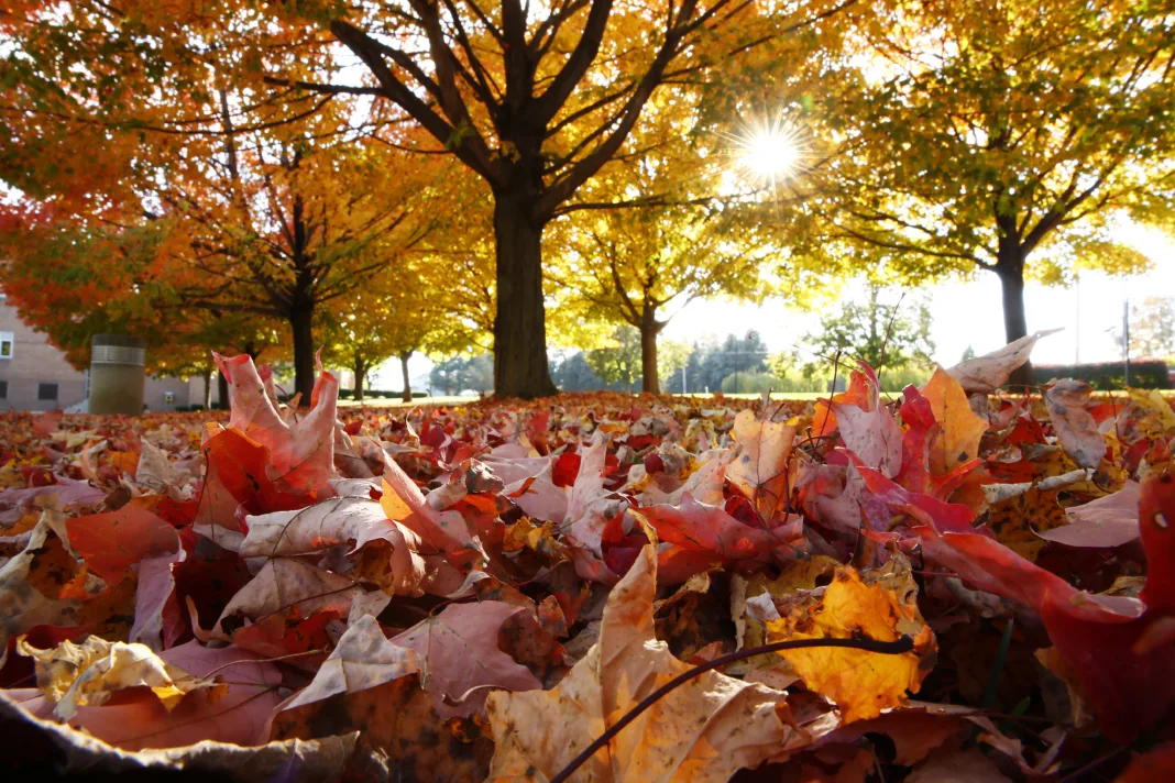 Prognoza meteo pentru următoarele 4 săptămâni