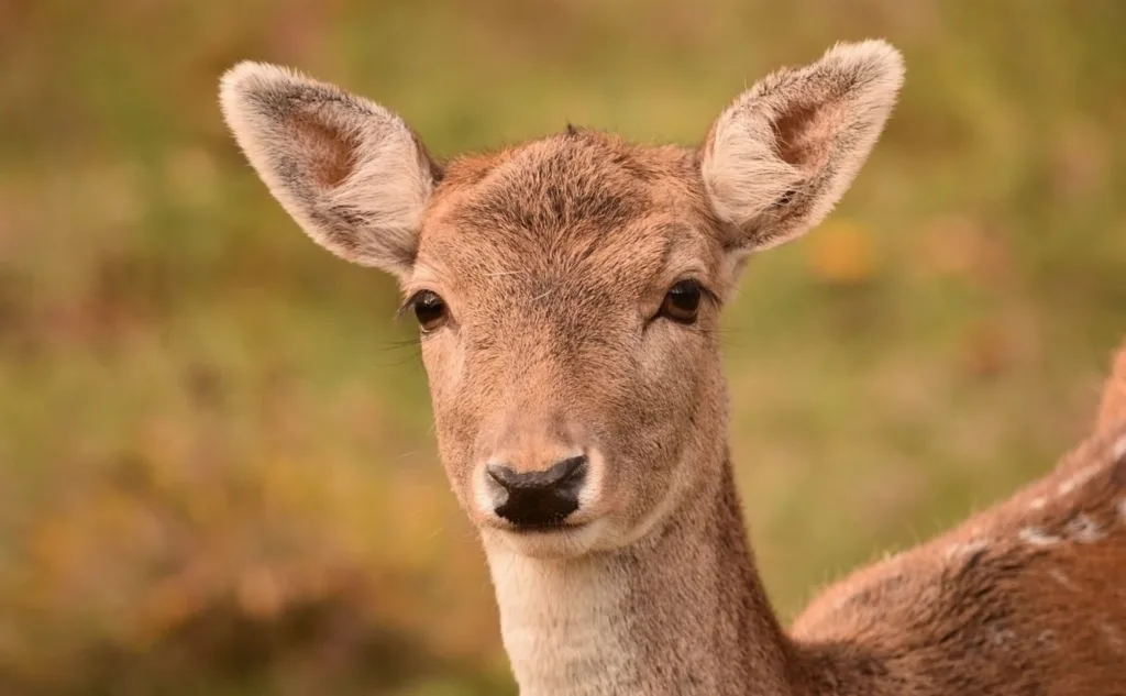 Bărbați reținuți pentru braconaj după ce în căruța lor au fost găsite două căprioare împușcate