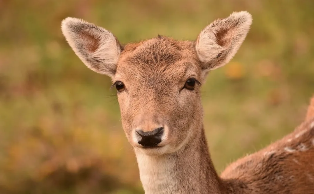Căprioară Bărbați reținuți pentru braconaj după ce în căruța lor au fost găsite două căprioare împușcate
