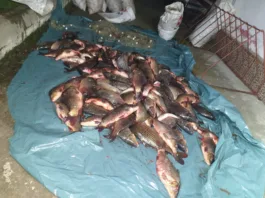 A fost confiscată cantitatea de 518 kg de pește diverse specii