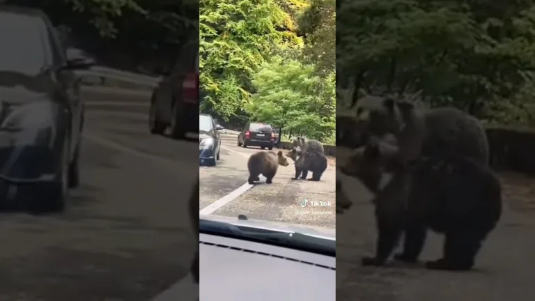 (VIDEO) Un șofer bate palma cu un urs pe Transfăgărășan