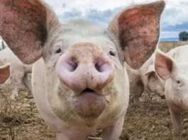 În ce condiții vor putea românii să vândă în continuarea porci de Crăciun