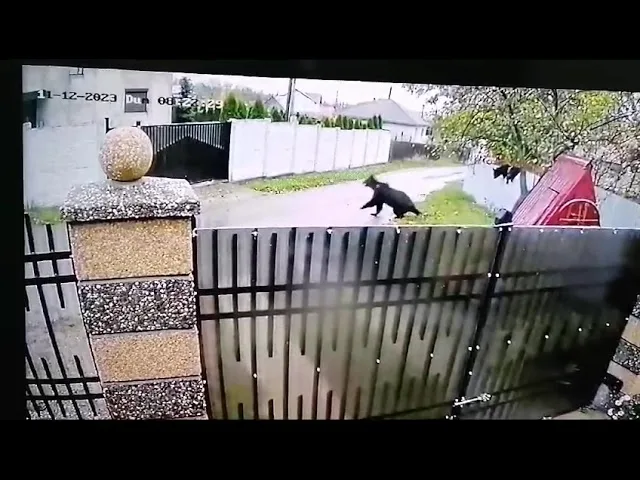 (VIDEO) Iași: O ursoaică cu doi pui a încercat să intre într-un magazin