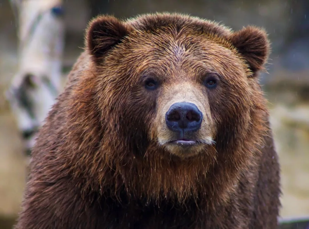 Un urs a spart o casă din Alimpești și a consumat toată mâncarea