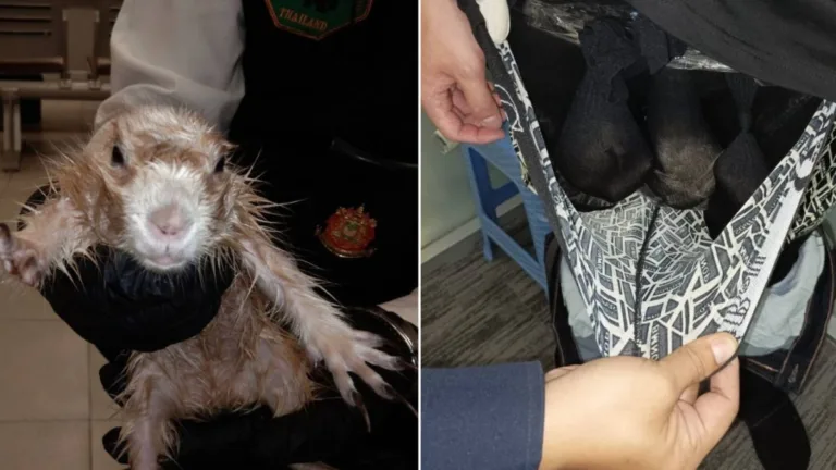 Un turist a încercat să iasă din Thailanda cu două vidre și un câine de preerie ascunse în pantaloni