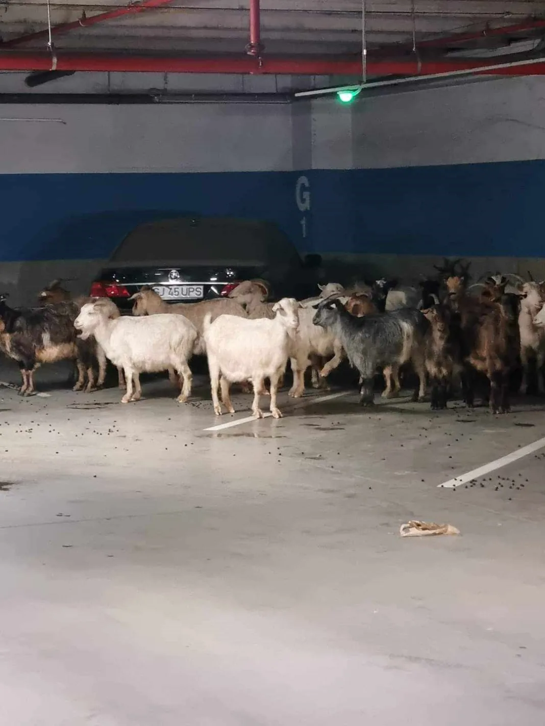 Turmă de capre, în parcarea subterană a mall-ului din Târgu Jiu