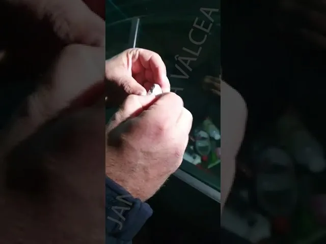 (VIDEO) Trei tineri, depistați cu substanțe interzise de jandarmii vâlceni