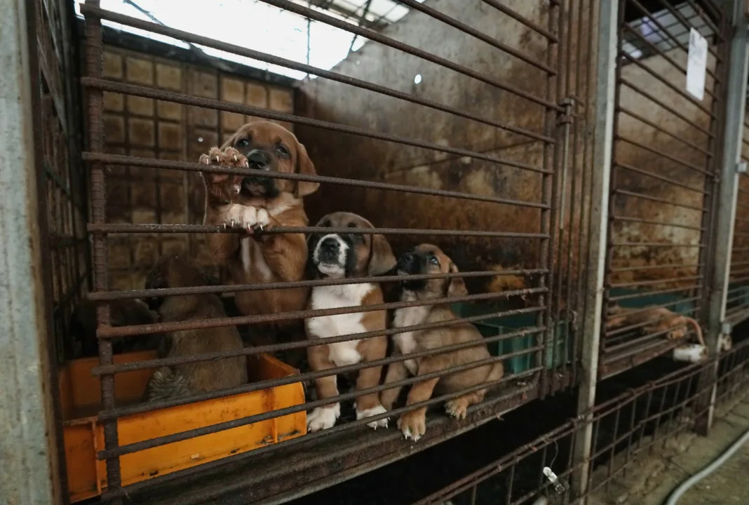 Coreea de Sud interzice comerțul cu carne de câine