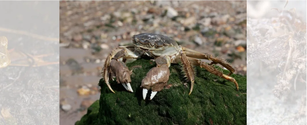 crabi1