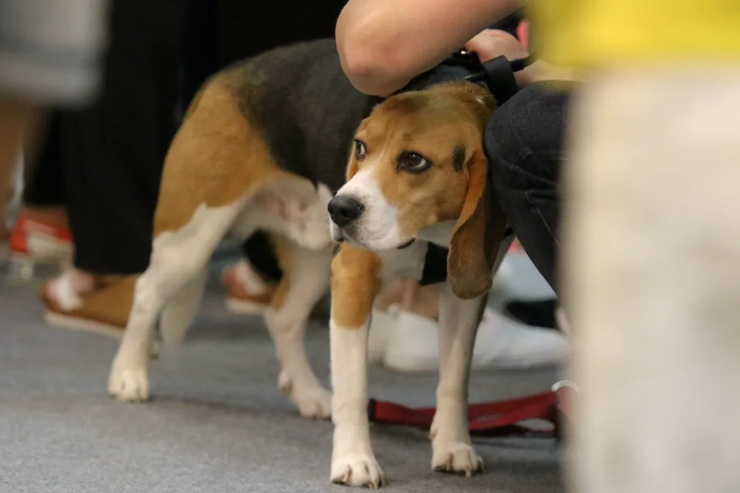 Italia: Testare ADN pentru a identifica stăpânii care nu curăță pe stradă după câinii lor