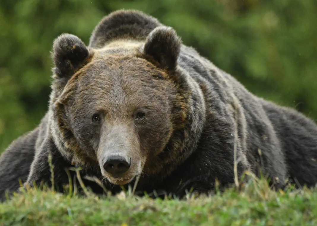 A murit cel mai vârstnic urs brun din România
