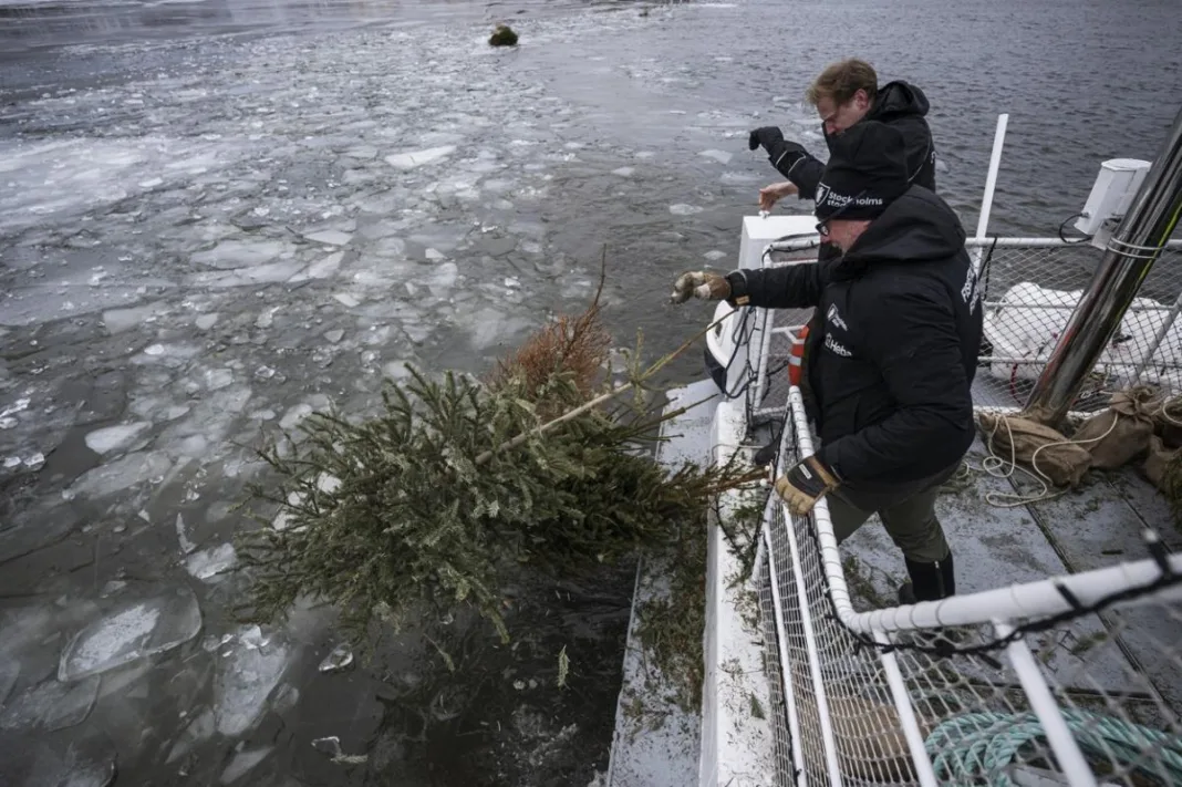 În Suedia, brazii de Crăciun sunt oferiţi peştilor