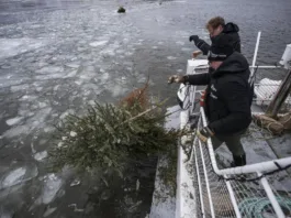 În Suedia, brazii de Crăciun sunt oferiţi peştilor