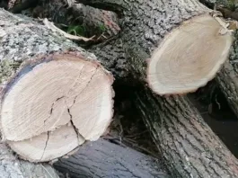 Zeci de arbori, furați din Ocolul Silvic Săcelu