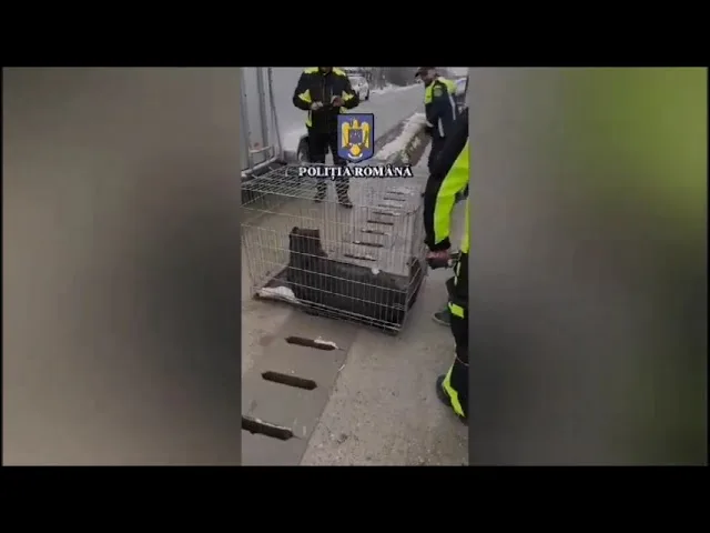 23 de percheziții într-un dosar privind schingiuirea animalelor și organizarea de lupte de câini