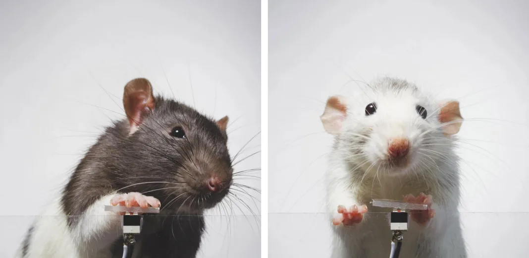 Un fotograf a antrenat doi șobolani să-și facă selfie