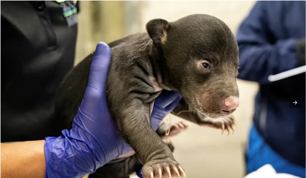 Nașterea istorică a doi pui de urs leneș la Zoo Miami