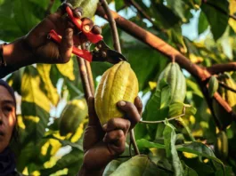 Preţuri record la cacao din cauza fenomenului El Nino care afectează culturile