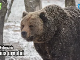 Cei opt urşi bruni de la Grădina Zoologică din Târgu Mureş nu şi-au văzut, ieri, umbra
