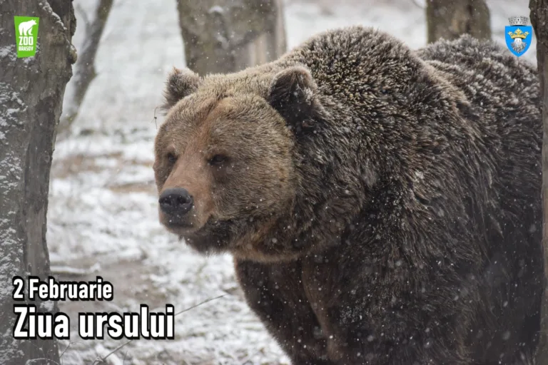 Cei opt urşi bruni de la Grădina Zoologică din Târgu Mureş nu şi-au văzut, ieri, umbra