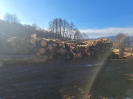 S-a dispus confiscarea a 31,45 metri cubi de materiale lemnoase