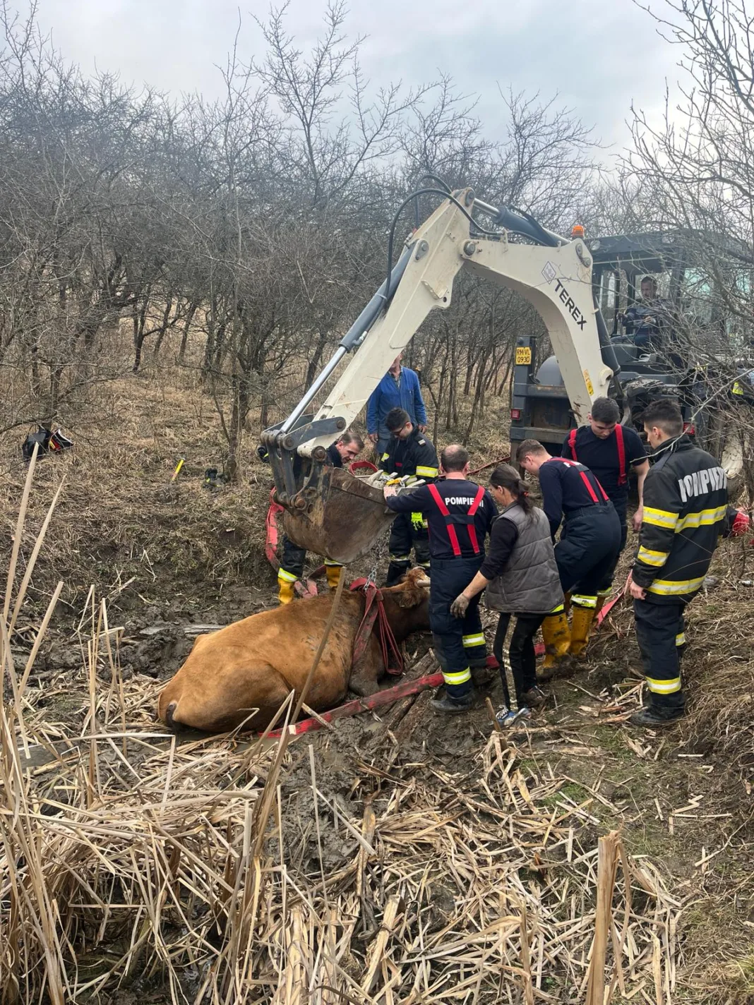 Vacă salvată de pompieri cu ajutorul unui excavator