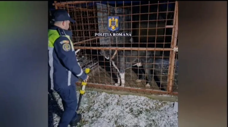 Gorj: Trei bărbați, anchetați pentru organizarea de lupte cu câini și schingiuirea animalelor
