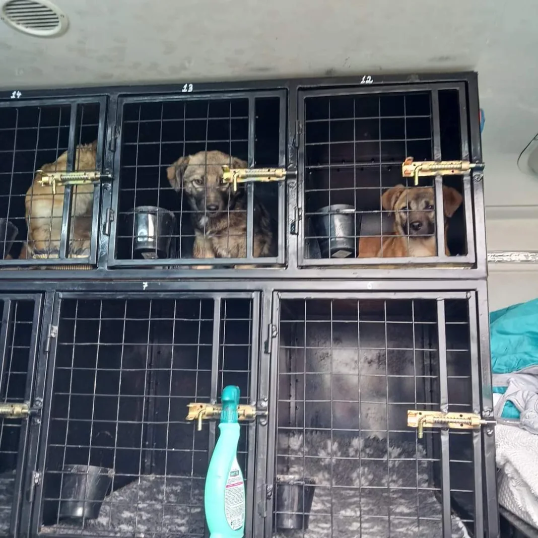 caini rovinari (2) Campania va fi derulată cu ajutorul padocului din Rovinari