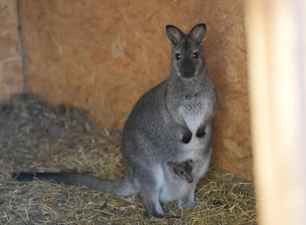 Grădina Zoologică din Craiova s-a îmbogăţit cu un pui de cangur pitic