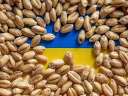 Polonia va începe să verifice calitatea cerealelor care provin din Ucraina