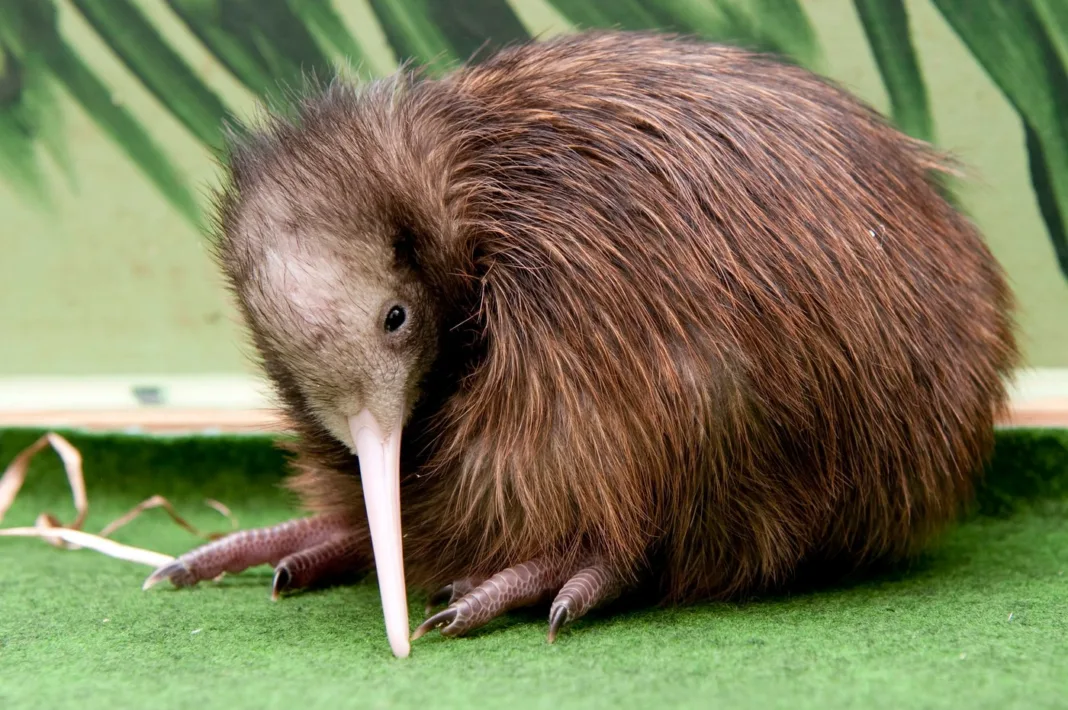 Noua Zeelandă, spital dedicat în exclusivitate păsărilor kiwi Noua Zeelandă, spital dedicat în exclusivitate păsărilor kiwi