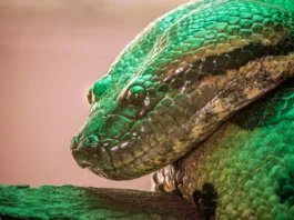 Noua specie de șarpe Anaconda (sursa foto: Unsplash)