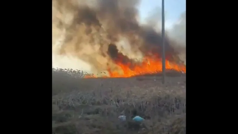 (VIDEO) Aproximativ 150 de hectare de vegetație a ars în județul Olt de la începutul lunii