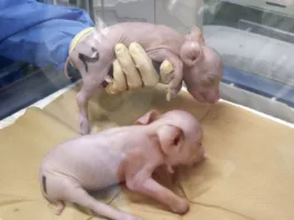 Porci clonaţi pentru transplanturi de organe, în Japonia