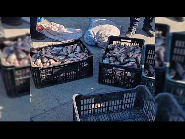 (VIDEO) Dolj: Sute de kilograme de pește, confiscate  dintr-o căruță urmărită de poliție